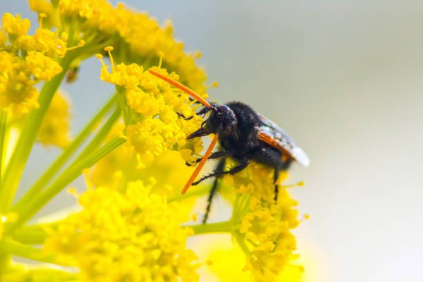 Scolia hirta: Insects Macro Photography