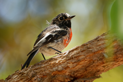 Scarlet robin - Petroica boodang common red-breasted Australasian robin in the passerine bird genus Petroica. The species is found on continental Australia and islands, including Tasmania.