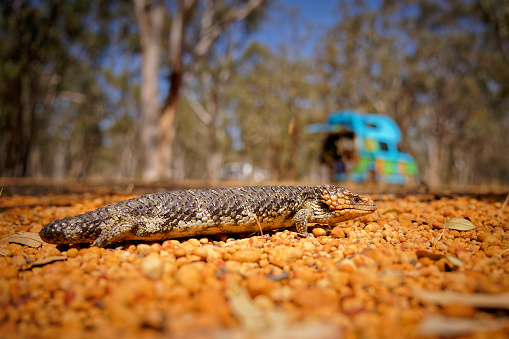 Tiliqua rugosa known as Shingleback skink or Bobtail lizard or Sleepy or Pinecone lizard, short tailed slow species of Blue-tongued skink endemic to Australia, two-headed or stumpy-tailed skink.
