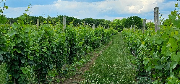 Hiking through the vineyards of southern Styria.