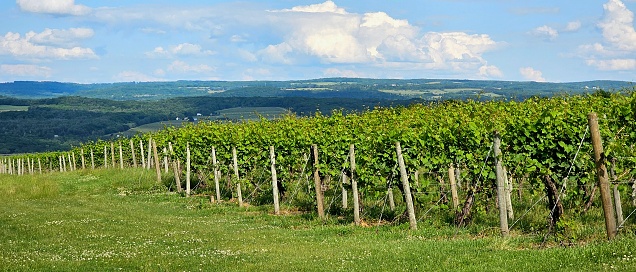 Long view at a vineyard of endless rows of wine grapes on their vines early in the wine growing season, in summer.