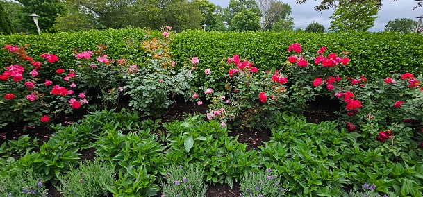 Group of a variety of pink flowers and contrasted with bright green plants and shrubs in summer.