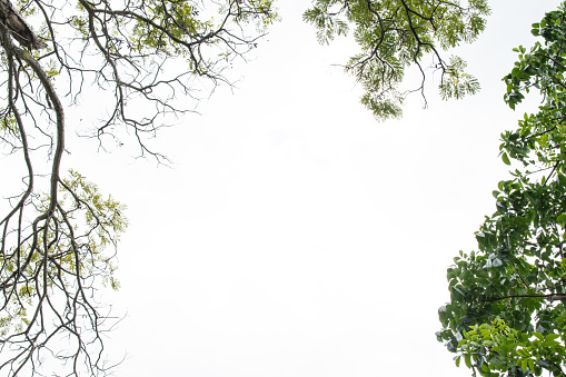 tree branches with a sky. sky with tree tops surrounded.