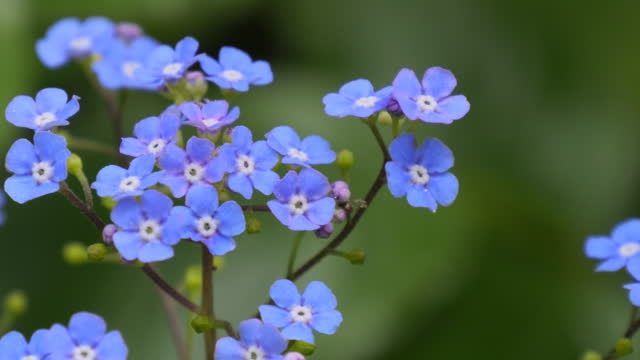 Beautiful delicate small forget me not flowers