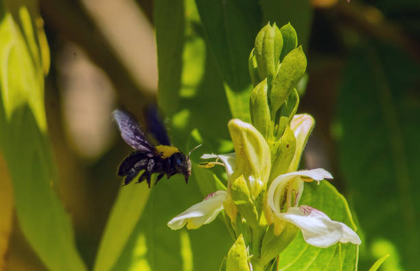 Xylocopa latipes: Insects Soaring Towards Flowers