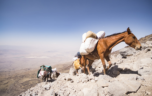 Loaded horses carry cargo along the trail on the slope of Mount Ararat, working mules in the mountains