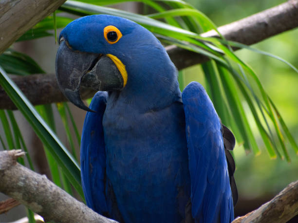 istock Close up of a blue parrot. 1517279978