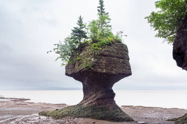 베이 오브 펀디, 노바스코샤 - bay of fundy 뉴스 사진 이미지