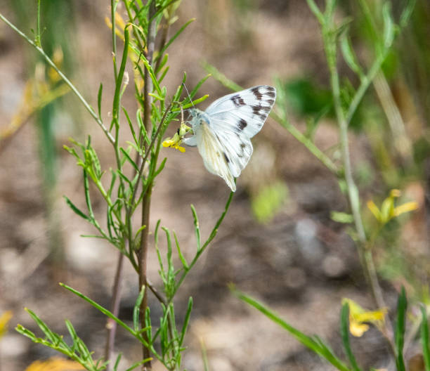 istock Checkered white butterfly on a small flower in the Utah desert. 1517320101