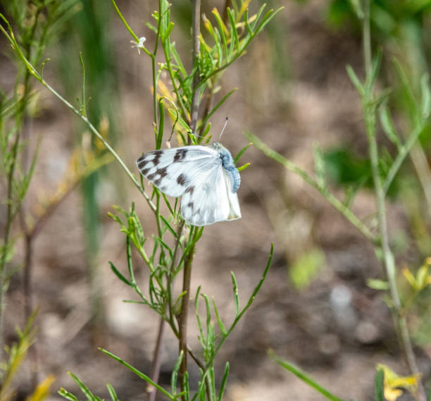 istock Checkered white butterfly on a small flower in the Utah desert. 1517320102