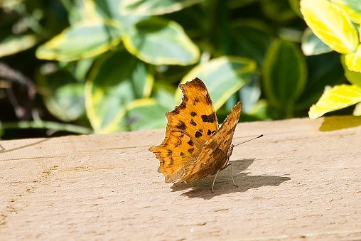 Comma butterfly orange and black pattern