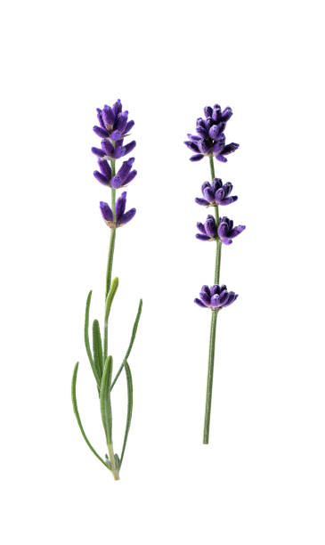 istock Lavender flowers isolated on white background. 1517344187