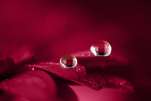 Close-Up Of A Red Rose With Water Drops