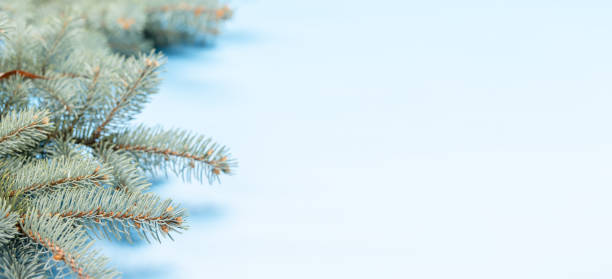 istock Christmas fir tree branch over blue 1517356086