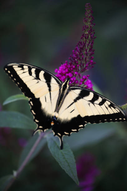 istock Female Eastern Tiger Swallowtail light form Papilio glaucus 1517361866