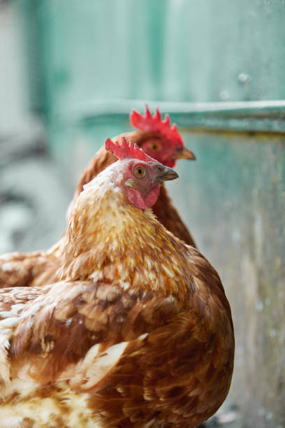 istock free range chicken in the summer day 1517383844