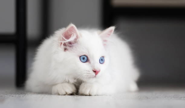 istock Ragdoll kitten cat at home 1517385616