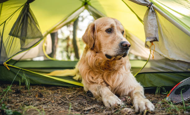 istock Golden retriever dog with tent 1517396018