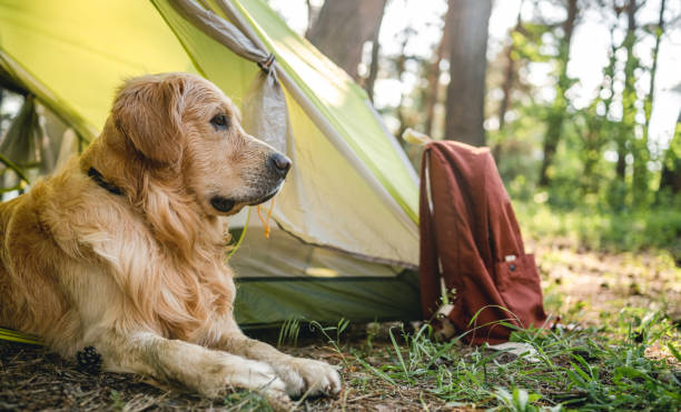 istock Golden retriever dog with tent 1517396022