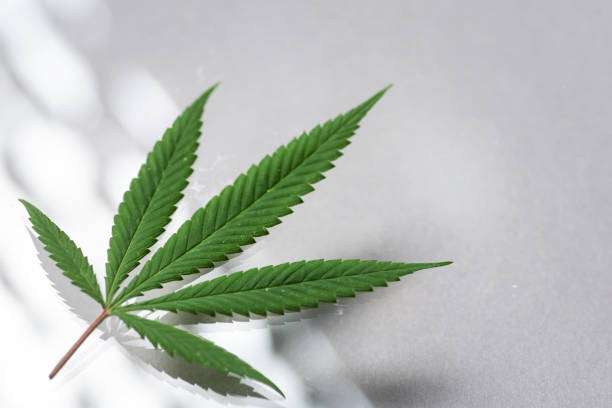 Beautiful green marijuana leaf on a pastel background. Minimal nature concept. Flat lay. Beautiful green marijuana leaf with shadow on a pastel background. Minimal nature concept. Flat lay. healthcare fitness and herbal medicine banner set stock pictures, royalty-free photos & images