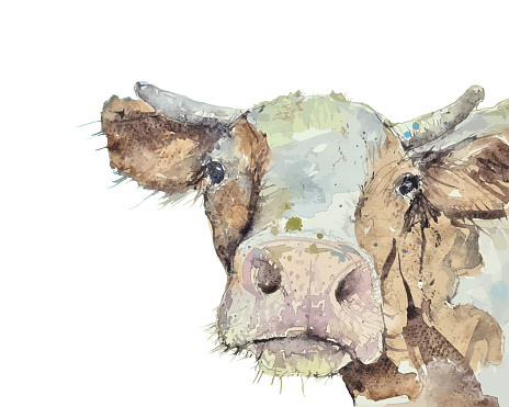Colorful painting of a cow animal in watercolor and trace to vector
