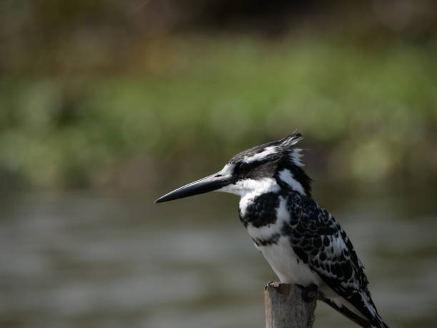 istock Pied Kingfisher 1517411358