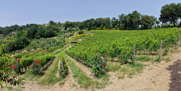 a vineyard in the montalcino wine region in tuscany - montalcino imagens e fotografias de stock