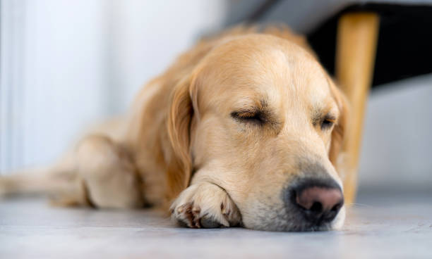 istock Golden retriever dog indoors 1517437289
