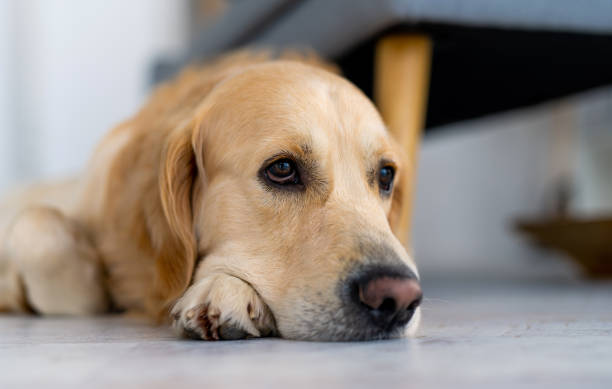 istock Golden retriever dog indoors 1517437298