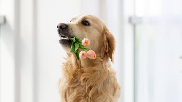 istock Golden retriever dog indoors 1517437320