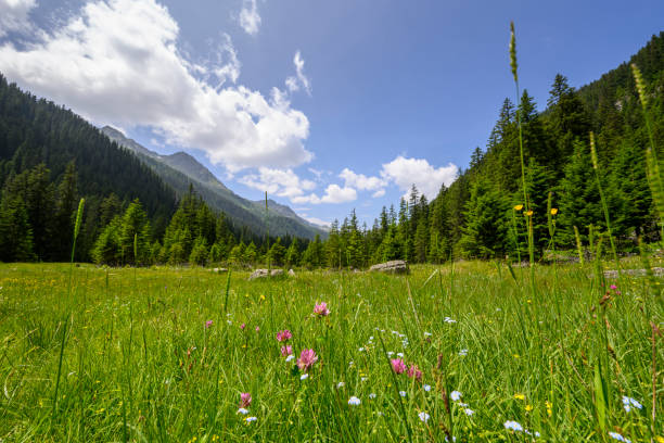 Clearing in the in the Alps. Silbertal, Montafon, Vorarlberg