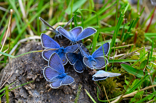 Butterfly is white with a black pattern and light blue tint isolated on a white background. Morpho Polyphemus, White Morpho.