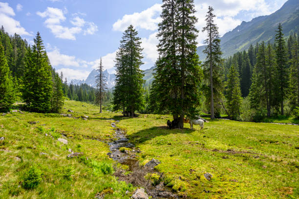 Idyllic landscape with some horses on a clearing in the mountains Beautiful landscape with a clearing in the mountains with some horses and a small river. Silbertal, Montafon, Vorarlberg silbertal stock pictures, royalty-free photos & images