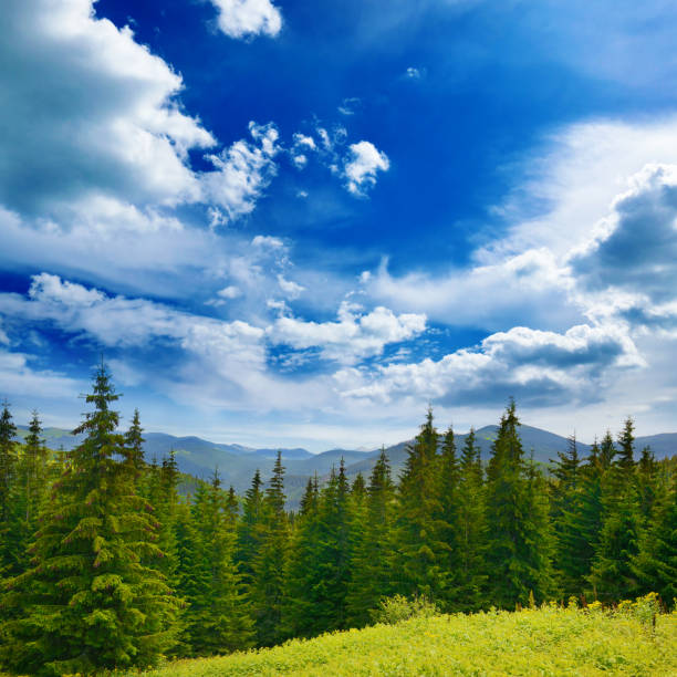 istock Beautiful pine trees on background high mountains. 1517450862