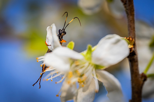 Ichneumon extensorius sittong on a plum tree flower