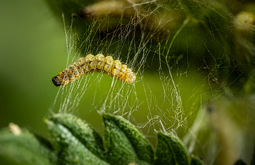 nettle butterfly caterpillars in its own web