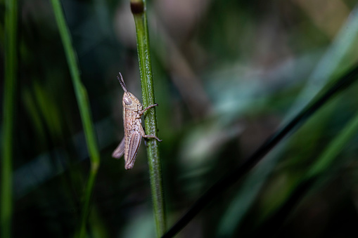Grasshopper an a grass straw, bokeh background. a small life in a big big world