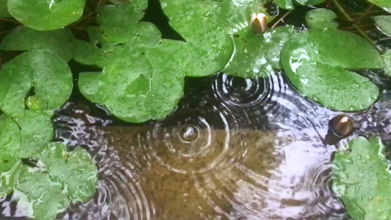 Rain dripping on water surface of the pond with Water lily leaves