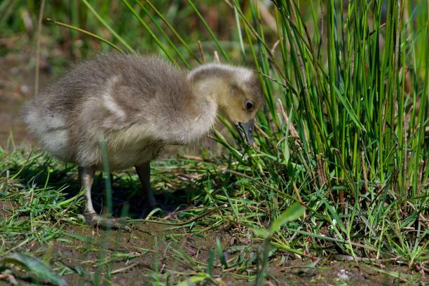 istock Greylag goose-chick eating grass 1517481053