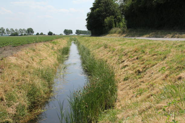 istock a ditch with water and rushes and grasses along the fields 1517484457