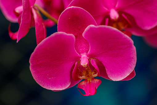 Tropical colorfull flowers