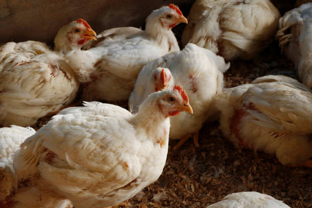 istock white broiler chicken in a cage for meat business 1517497163