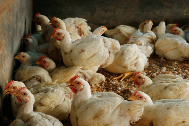 istock white broiler chicken in a cage for meat business 1517497698