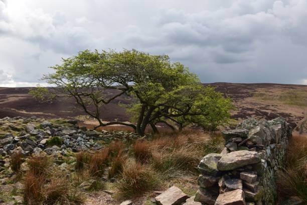 istock Moody moorland 1517498228