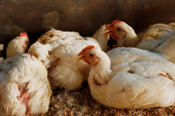 istock white broiler chicken in a cage for meat business 1517498252