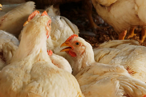 istock white broiler chicken in a cage for meat business 1517499343