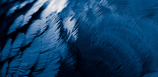 istock blue feather pigeon macro photo. texture or background 1517515260