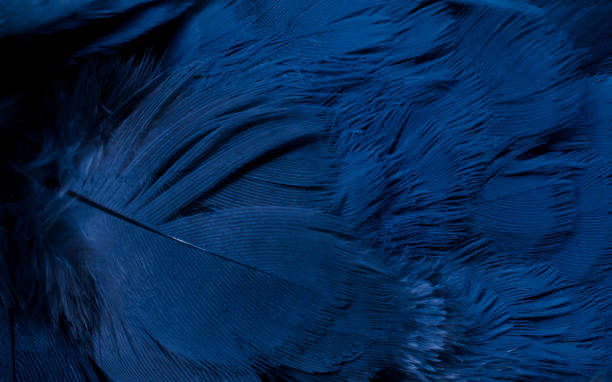 istock blue feather pigeon macro photo. texture or background 1517515277