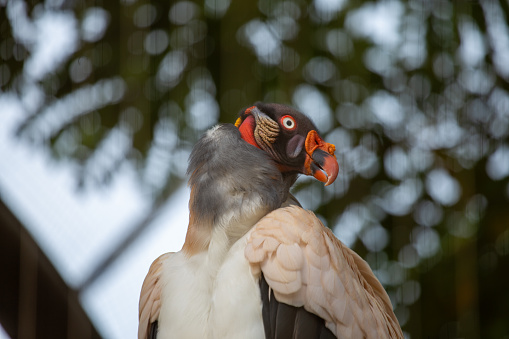 The King Vulture, scientifically known as Sarcoramphus papa, is a striking scavenger bird found in the forests of Central and South America. With its vibrant multicolored plumage and impressive wingspan, this majestic vulture plays a vital role in the ecosystem by consuming carrion and keeping the environment clean