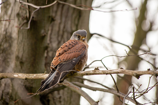 The Kestrel, scientifically known as Falco tinnunculus, is a captivating small falcon found across Europe, Asia, and Africa. With its vibrant plumage and exceptional hovering ability, this bird of prey is a skilled hunter, often seen perched on high vantage points, scanning the surrounding landscape.